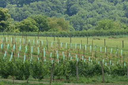 star1 View of the Stargazers Vineyard
