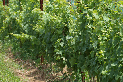 star4 Would we find lush vineyards in our own backyard?