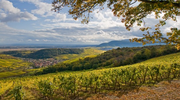 alsace-vineyard