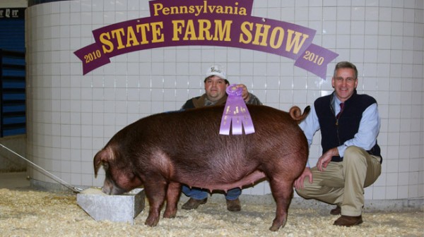 pennsylvania-farm-show-pig